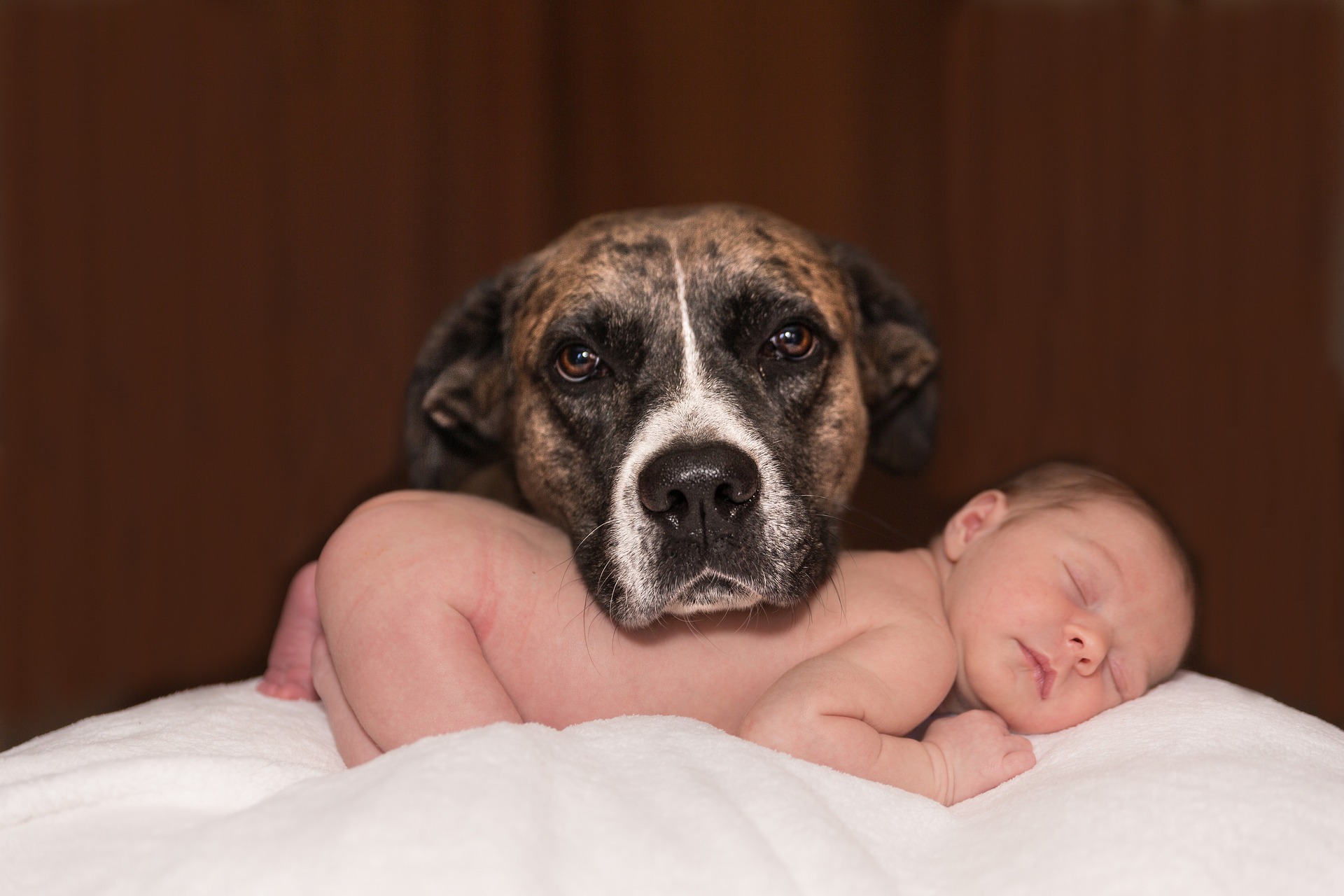 Un chien qui a sa tête posée sur le corps d'un bébé nu